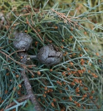 Aceite esencial de Ciprés | Beneficios y Propiedades para la Salud