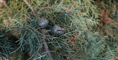 Aceite esencial de Ciprés | Beneficios y Propiedades para la Salud