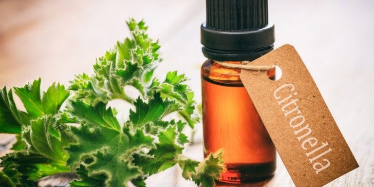 Aceite esencial de Citronela | Beneficios y Propiedades para la Salud