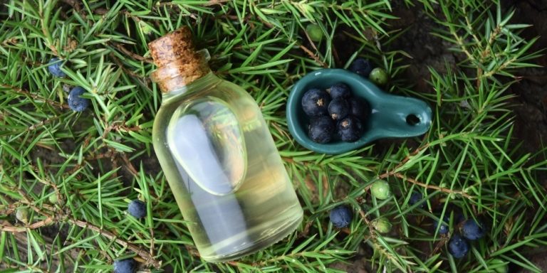 Aceite esencial de Enebro | Beneficios y Propiedades para la Salud