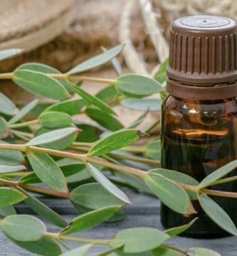 Aceite esencial de Eucalipto | Beneficios y Propiedades para la Salud