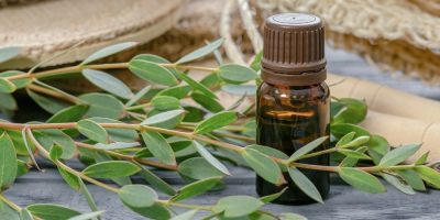 Aceite esencial de Eucalipto | Beneficios y Propiedades para la Salud Aceite esencial de Eucalipto | Beneficios y Propiedades para la Salud