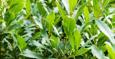 Aceite esencial de Laurel | Beneficios y Propiedades para la Salud