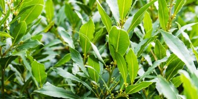 Aceite esencial de Laurel | Beneficios y Propiedades para la Salud Aceite esencial de Laurel | Beneficios y Propiedades para la Salud