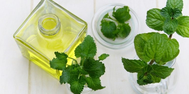 Aceite esencial de Menta Piperita | Beneficios y Propiedades para la Salud