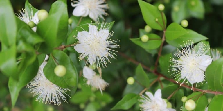 Aceite esencial de Mirto | Beneficios y Propiedades para la Salud