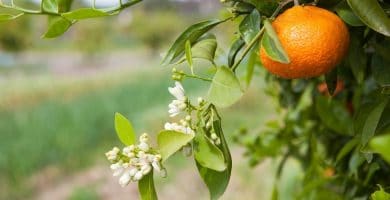 Aceite esencial de Naranja Amarga | Beneficios y Propiedades para la Salud