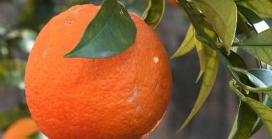 Aceite esencial de Naranja dulce | Beneficios y Propiedades para la Salud