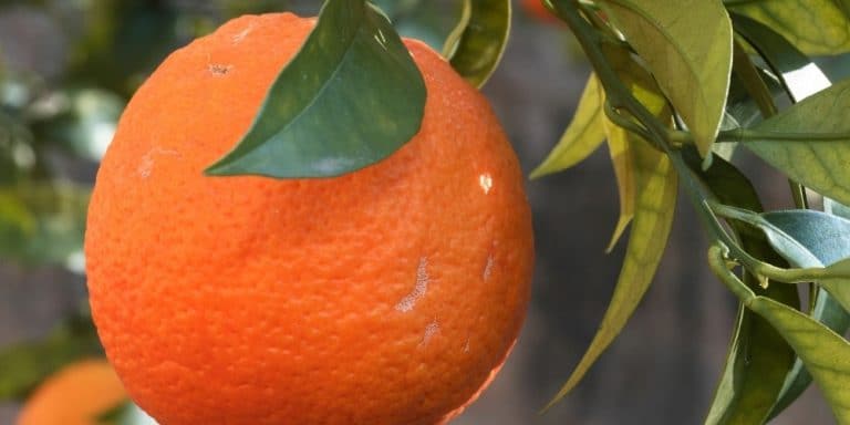 Aceite esencial de Naranja dulce | Beneficios y Propiedades para la Salud