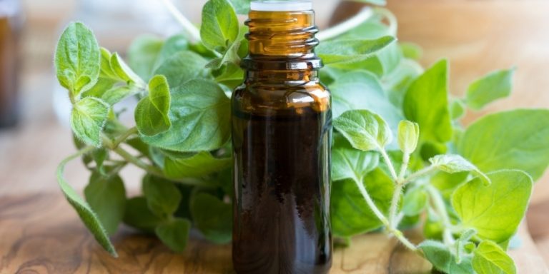 Aceite esencial de Orégano | Beneficios y Propiedades para la Salud