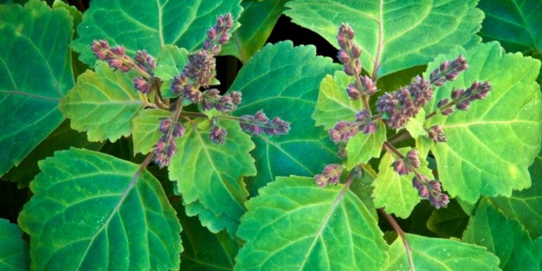 Aceite esencial de Pachuli | Beneficios y Propiedades para la Salud
