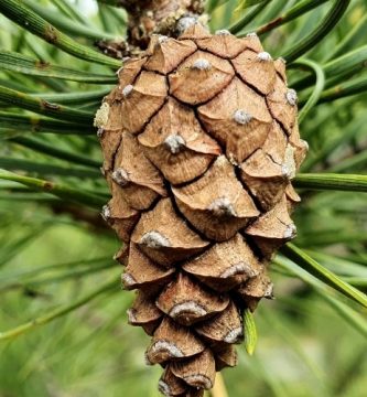 Aceite esencial de Pino Silvestre | Beneficios y Propiedades para la Salud