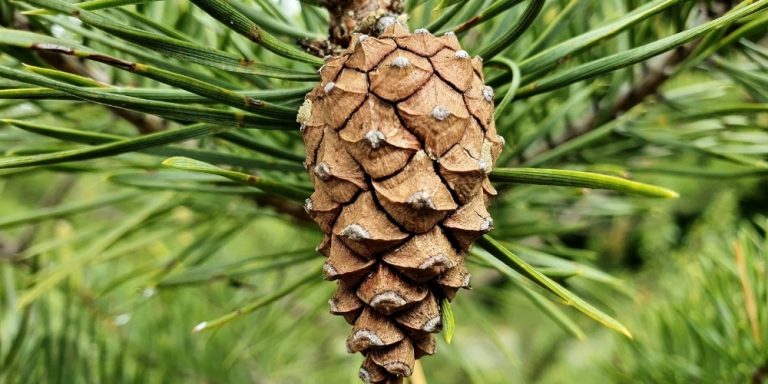 Aceite esencial de Pino Silvestre | Beneficios y Propiedades para la Salud