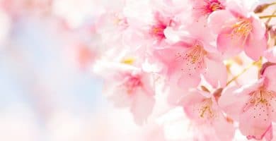 Flor de Bach Cherry Plum