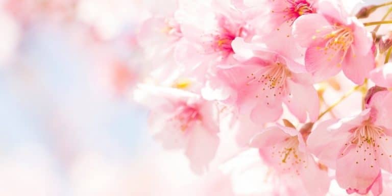 Flor de Bach Cherry Plum