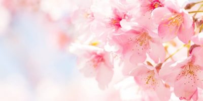 Flor de Bach Cherry Plum Flor de Bach Cherry Plum