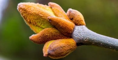 Flor de Bach Chestnut Bud