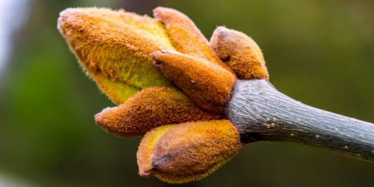 Flor de Bach Chestnut Bud