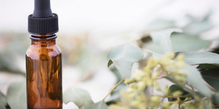 Aceite esencial de Eucalipto limón | Beneficios y Propiedades para la Salud