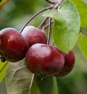 Flor de Bach Crab Apple