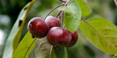 Flor de Bach Crab Apple Flor de Bach Crab Apple