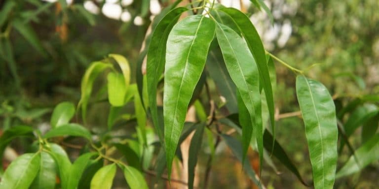 Aceite esencial de Menta de hojas angostas | Beneficios y Propiedades para la Salud