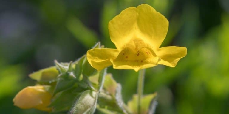 Flor de Bach Mimulus