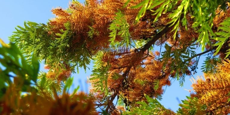 Flor de Bach Oak