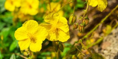 Flor de Bach Rock Rose Flor de Bach Rock Rose