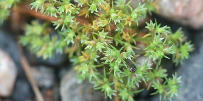 Flor de Bach Scleranthus
