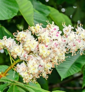 Flor de Bach White Chestnut