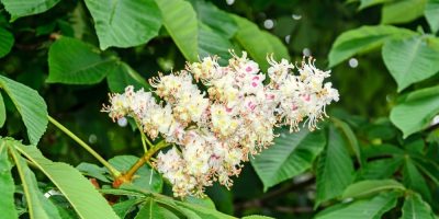 Flor de Bach White Chestnut