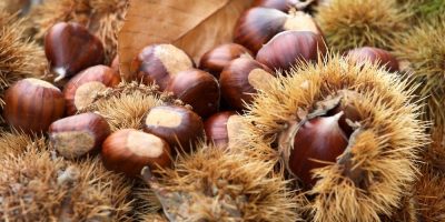Flor de Bach Sweet Chestnut Flor de Bach Sweet Chestnut