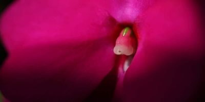 Flor de Bach Impatiens Flor de Bach Impatiens