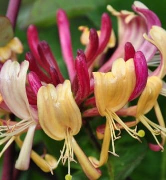 Flor de Bach Honeysuckle