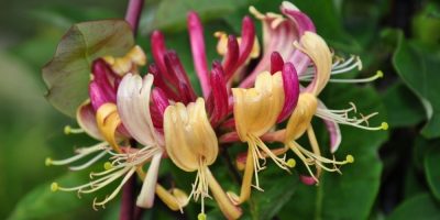 Flor de Bach Honeysuckle