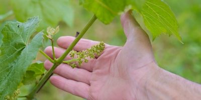 Flor de Bach Vine Flor de Bach Vine