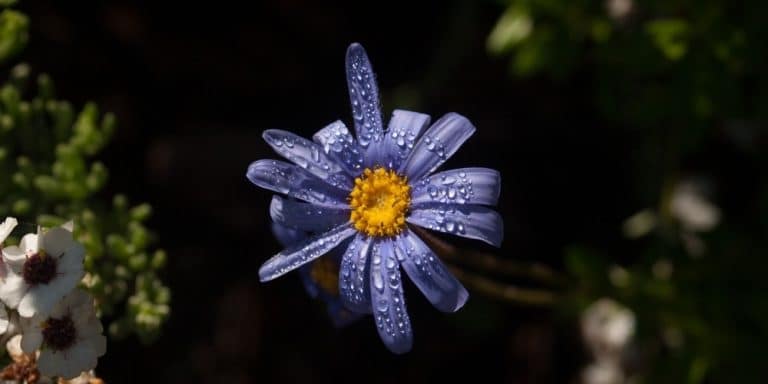 Flor de Bach Water Violet