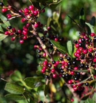 Aceite esencial de Lentisco | Beneficios y Propiedades para la Salud