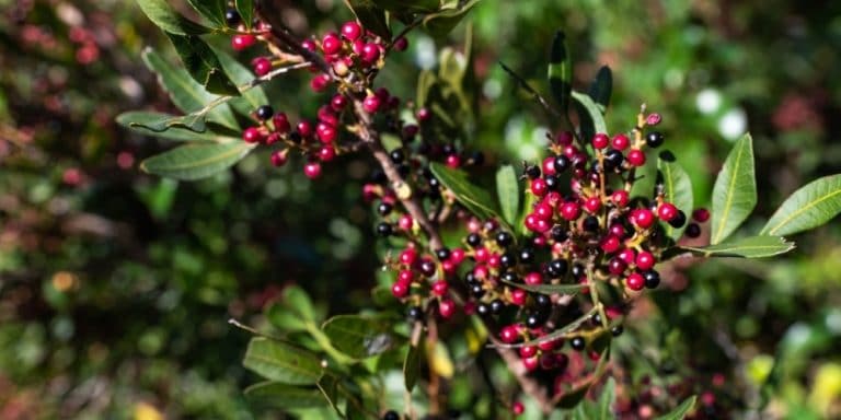 Aceite esencial de Lentisco | Beneficios y Propiedades para la Salud
