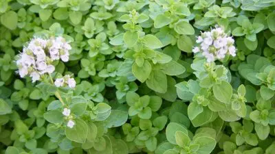 aceite esencial de mejorana beneficios