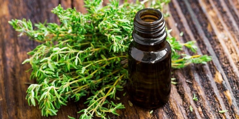 Aceite esencial de tomillo | Beneficios y Propiedades para la Salud
