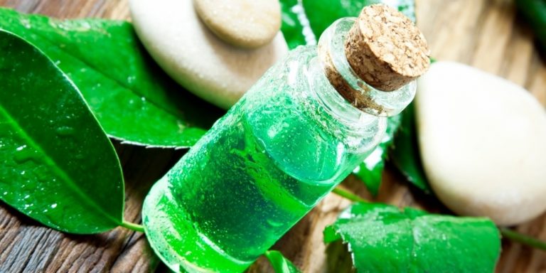 Aceite esencial del árbol del té | Beneficios y Propiedades para la Salud