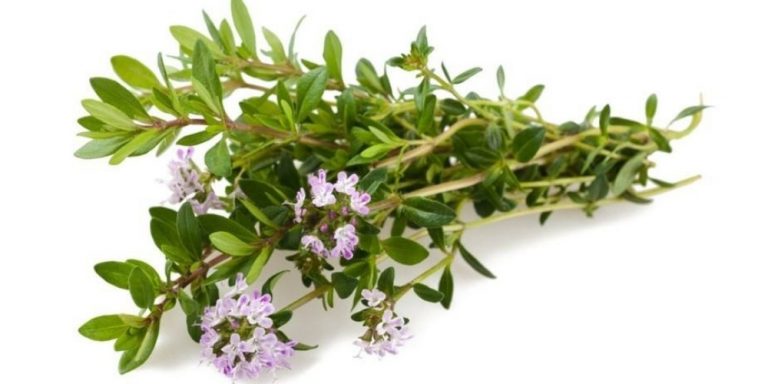 Aceite esencial de ajedrea | Beneficios y Propiedades para la Salud