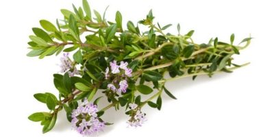 Aceite esencial de ajedrea | Beneficios y Propiedades para la Salud