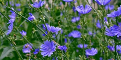 Flor de Bach Achicory Flor de Bach Achicory