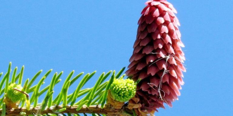 Aceite esencial de Abeto Balsámico | Beneficios y Propiedades para la Salud