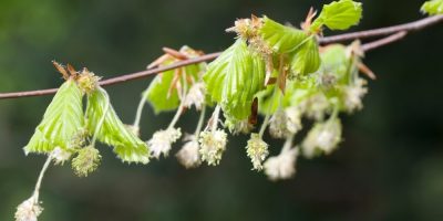 Flor de Bach Beech