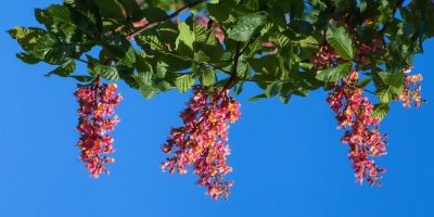 Flor de Bach Red Chestnut Flor de Bach Red Chestnut