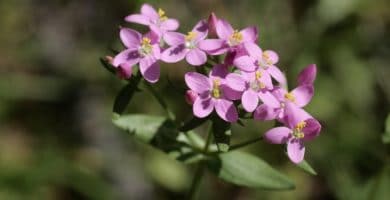 Flor de Bach Centaury